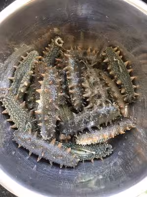 教你最正確好用的「海參泡發方法」