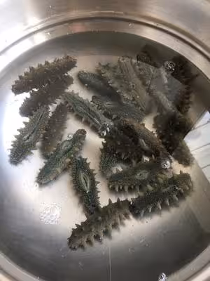 教你最正確好用的「海參泡發方法」