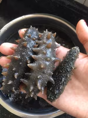 教你最正確好用的「海參泡發方法」