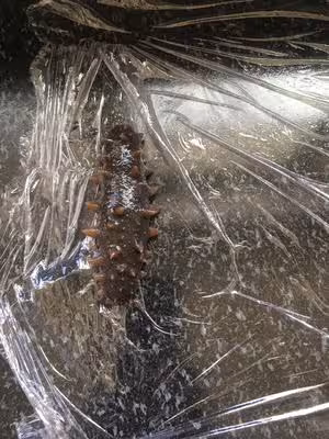 教你最正確好用的「海參泡發方法」