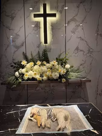 王瞳領養受虐犬12年…它與病魔奮戰620天離世　淚曝：去找艾成了