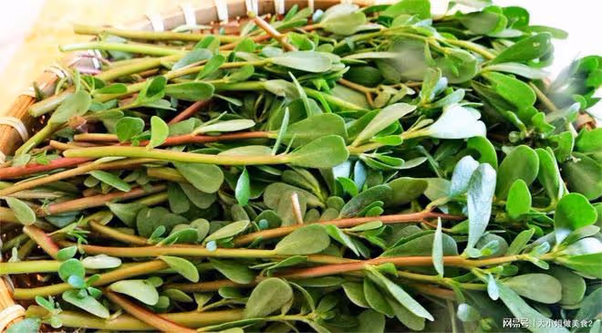 夏天一到，河南人必吃的野菜，營養豐富，清熱解毒，錯過再等一年