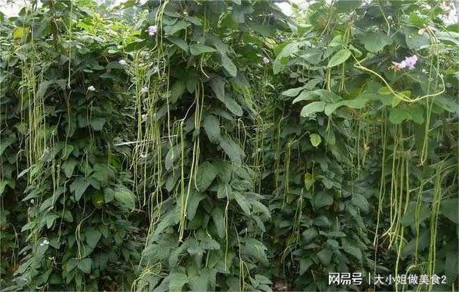 分享長豆角的五種吃法,簡單好做,營養美味,這個夏天不要錯過