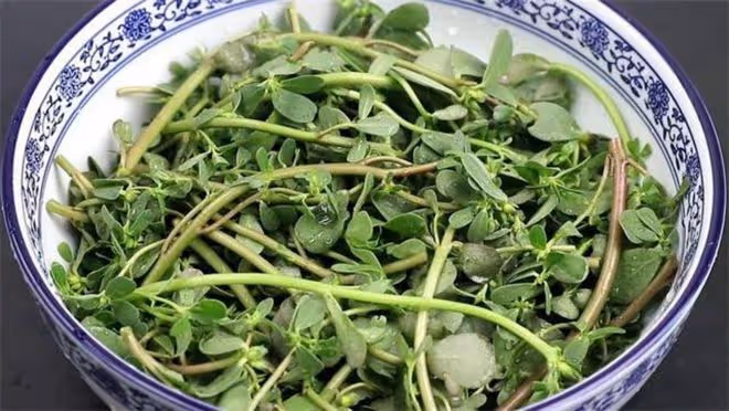 馬齒莧夏天新吃法，不炒不涼拌，做出來好看又好吃，比肉還解饞