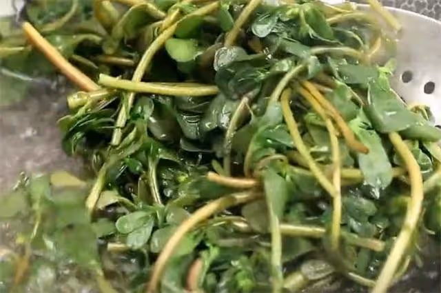 馬齒莧夏天新吃法，不炒不涼拌，做出來好看又好吃，比肉還解饞