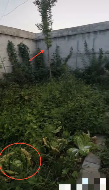 67歲港星林威回河北農村住宅,院內雜草比人高,菜地荒蕪滿臉絕望