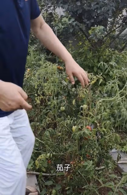67歲港星林威回河北農村住宅,院內雜草比人高,菜地荒蕪滿臉絕望