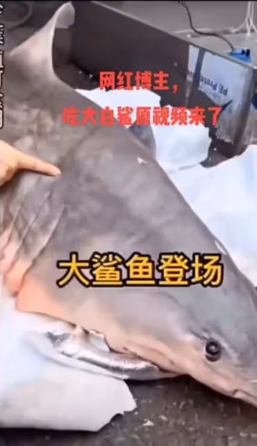 百萬網紅疑烹食二級保護動物!用大白鯊做美食,大口啃咬畫面可怖