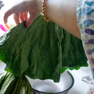 新鮮荷葉保存法