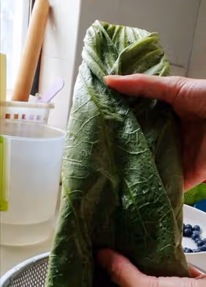 新鮮荷葉保存法
