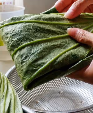 新鮮荷葉保存法
