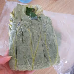 新鮮荷葉保存法