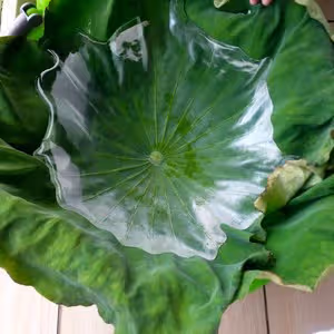 新鮮荷葉保存法