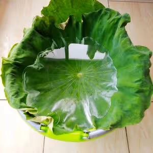 新鮮荷葉保存法