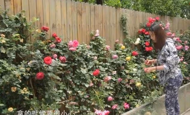 54歲周海媚如今獨居北京，斷絕「七情六慾」？擁有超大菜園自己打理，坦言不用找個男人「妨礙自己」生活
