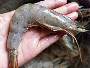 海參扒大蝦