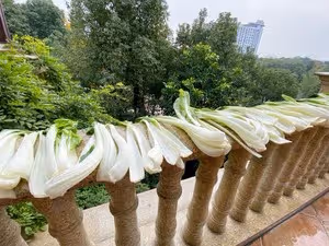 教你百分百成功的腌菜