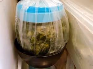 教你百分百成功的腌菜
