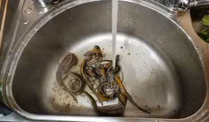 電飯煲版黃鱔焗飯