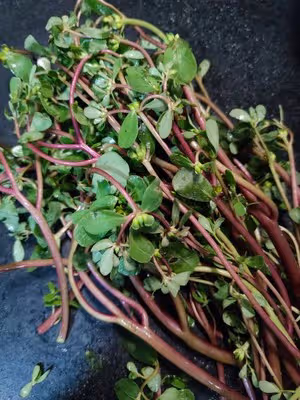 涼拌馬齒菜