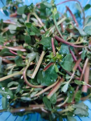 涼拌馬齒菜