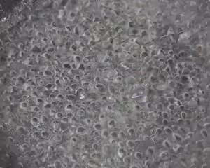 涼拌馬齒菜