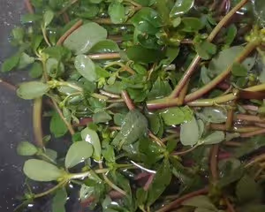 涼拌馬齒菜