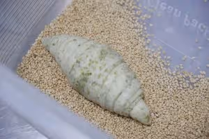 海苔白芝麻海鹽卷