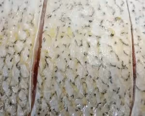 家常紅燒魚🐟超下飯❤️超詳細製作步驟