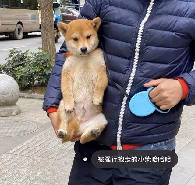 張大奕被曝另覓新歡!與富二代同游照被扒出,為愛搬家疑已同居