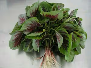 回家吃飯——莧菜兩吃