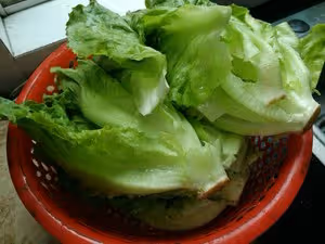 蒜泥生菜
