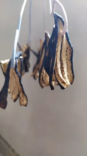 茄子鮓（昆明老味道，用傳統工序製作，從茄子到鮓的蛻變）