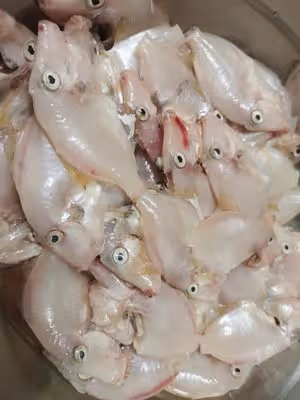 黃豆醬剝皮魚(迪仔魚)