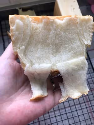 10L小烤箱烤一切--（已優化）125/250g一發軟到沒朋友的手撕拉絲水立方吐司