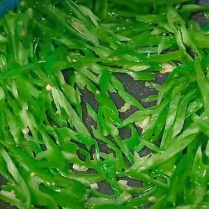 青椒肉絲