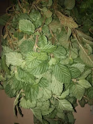 零失敗_廣東甜品大街小巷都賣的涼粉草，自己也能親手做哦