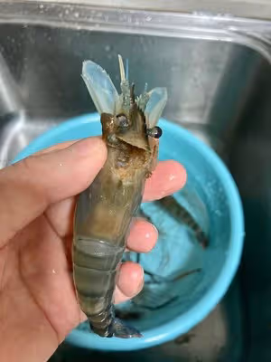 吮指羅氏蝦