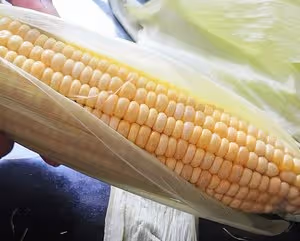 如何煮玉米更好吃