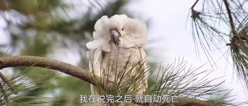 41年前兄弟3人,合夥拍出《貓頭鷹》未必是無厘頭的開山之作,但一定是惡搞喜劇的急先鋒