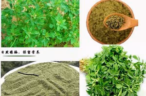 香豆子花捲/苦豆子花捲/葫蘆巴花捲•戀戀西北家常滋味（五）［素食］