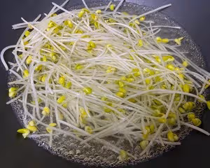 拌豆芽