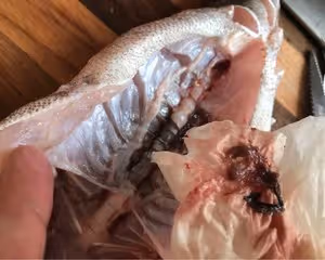 蒸魚的若干細節 （筍殼魚）Tips and Tricks for Steamed Whole Fish