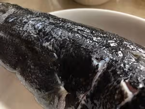 蒸魚的若干細節 （筍殼魚）Tips and Tricks for Steamed Whole Fish