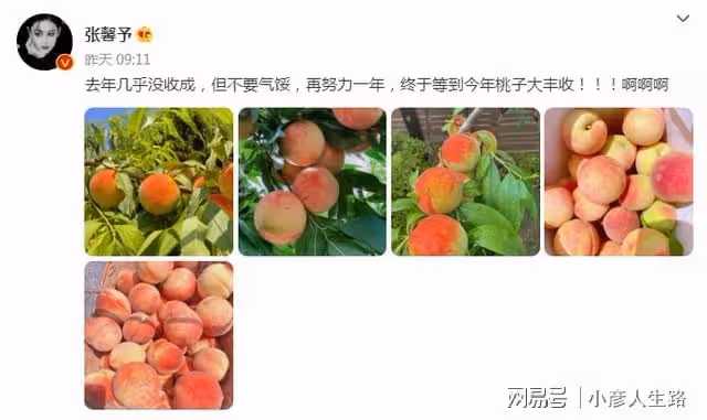 張馨予「開馨農場」大豐收!自種水蜜桃引圍觀,被贊賢惠女星代表