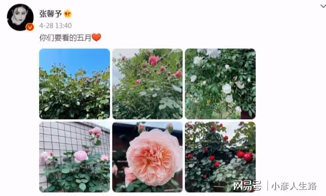 張馨予「開馨農場」大豐收!自種水蜜桃引圍觀,被贊賢惠女星代表