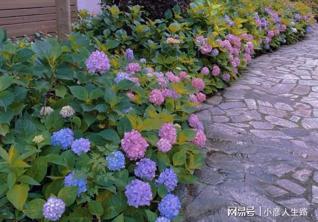 張馨予「開馨農場」大豐收!自種水蜜桃引圍觀,被贊賢惠女星代表