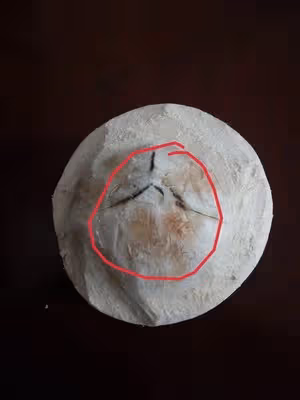 ⚠️各種開椰子❎取椰肉的方法（詳細）