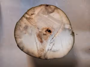⚠️各種開椰子❎取椰肉的方法（詳細）