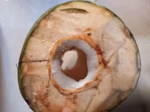 ⚠️各種開椰子❎取椰肉的方法（詳細）